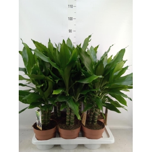 Dracaena frag. 'Steudneri'