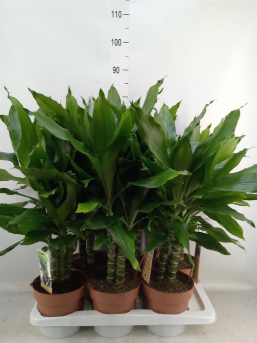 <h4>Dracaena frag. 'Steudneri'</h4>