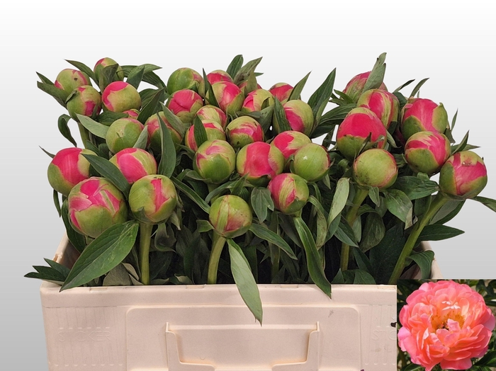 <h4>PAEO  CORAL CHARM</h4>