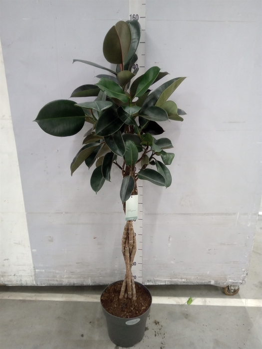 <h4>Ficus elastica 'Burgundy'</h4>