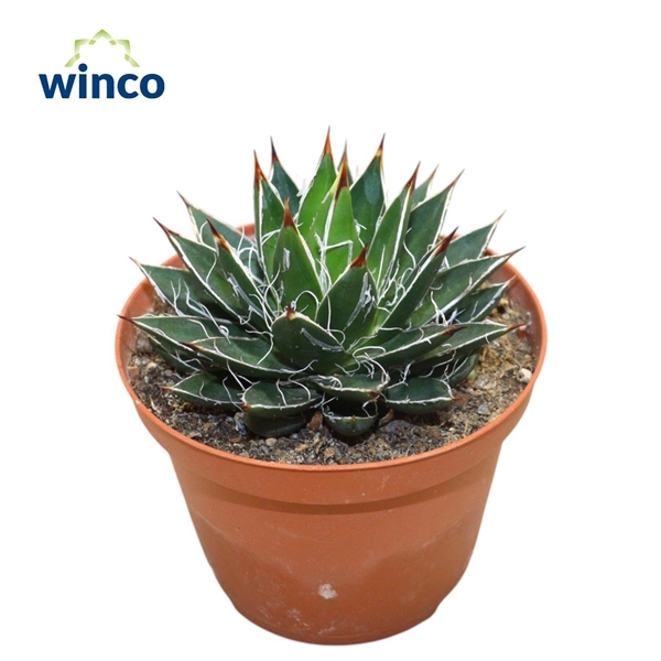 <h4>Agave Parviflora</h4>
