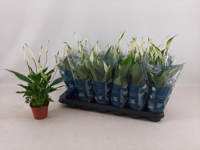 <h4>SPATH CHOPIN</h4>