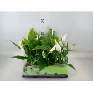 Spathiphyllum  'Cupido'