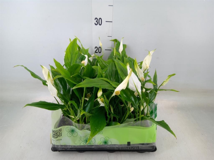 <h4>Spathiphyllum  'Cupido'</h4>