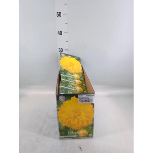 Dahlia   ...flowerbulbs