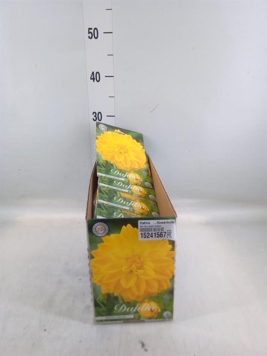 <h4>Dahlia   ...flowerbulbs</h4>