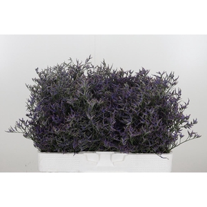 Limonium Sinense Safora Dark Blue