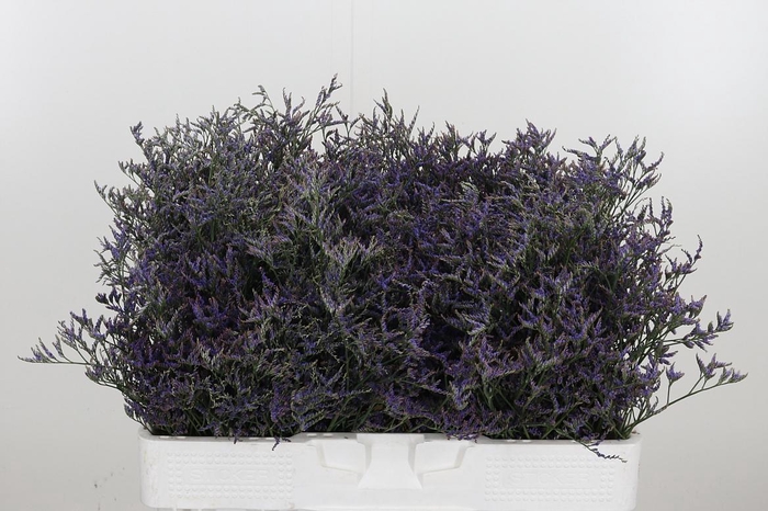 <h4>Limonium Sinense Safora Dark Blue</h4>