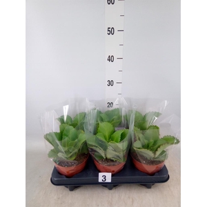 Kalanchoe NF daigremontiana