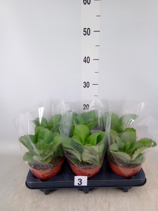 <h4>Kalanchoe NF daigremontiana</h4>