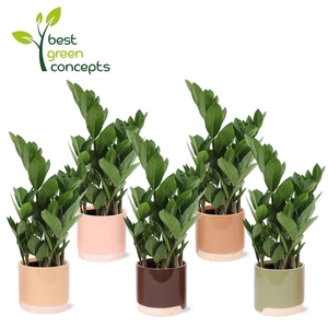 ARR ZAMIOCULCAS