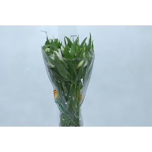 ALSTROEMERIA PRESTIGE 080 CM BRANCO