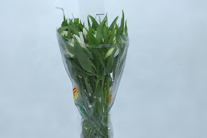 <h4>ALSTROEMERIA PRESTIGE 080 CM BRANCO</h4>