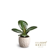 FICUS ELASTICA P7