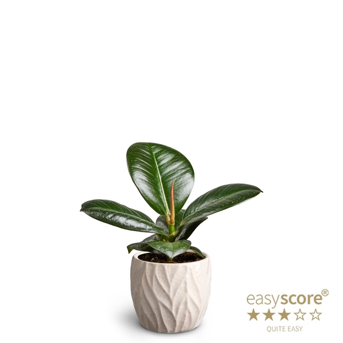 <h4>FICUS ELASTICA P7</h4>