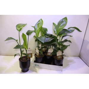 arr8 Strelitzia Nicolai