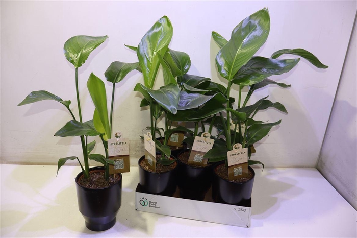 <h4>arr8 Strelitzia Nicolai</h4>