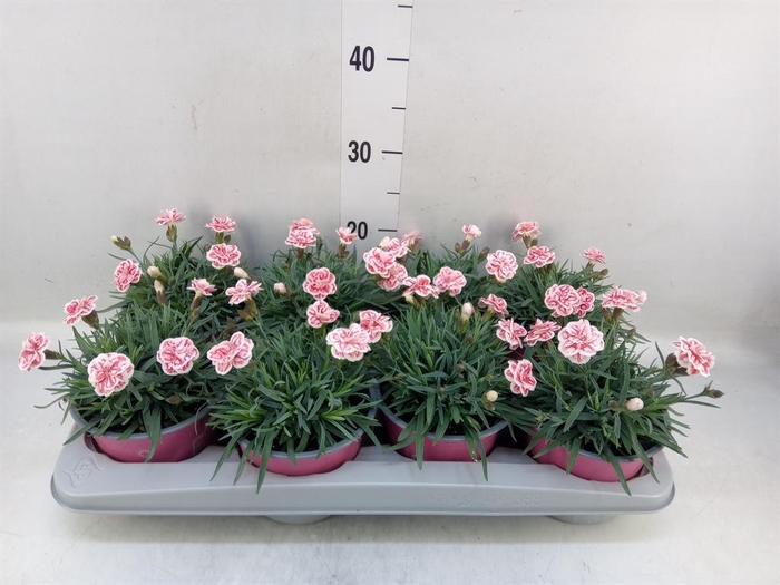 <h4>Dianthus  'Raspberry Eyes'</h4>