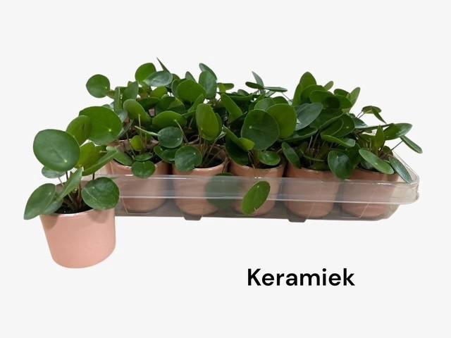 <h4>PILEA PEPEROMIOIDES</h4>