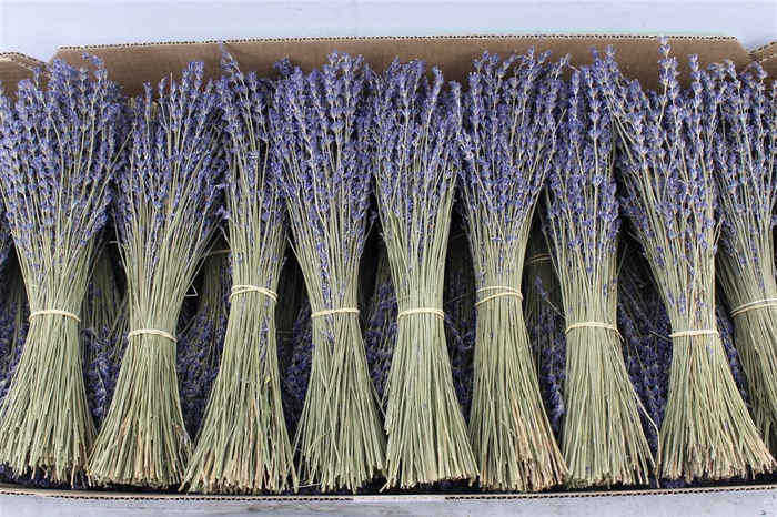 <h4>Lavendel Gedroogd 80 Gram</h4>