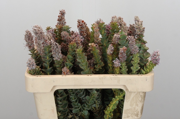 <h4>Kaaps Groen Paranomus Reflexus</h4>