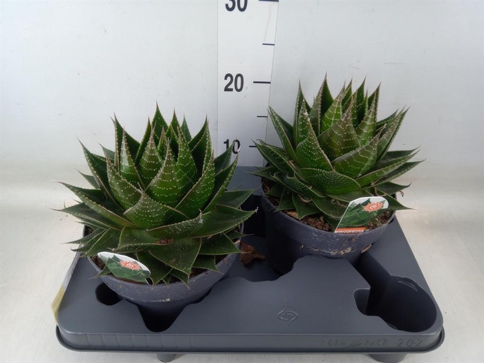 <h4>Aloe aristata 'Cosmo'</h4>