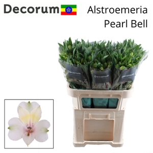 ALSTR PEARL BELL Eth. 75cm