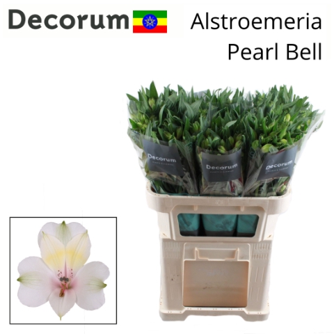 <h4>ALSTR PEARL BELL Eth. 75cm</h4>