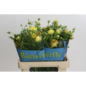 Ranunculus Butterfly Lotus
