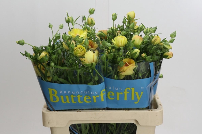 <h4>Ranunculus Butterfly Lotus</h4>