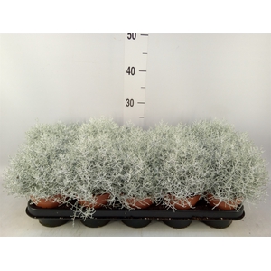 Leucophyta brownii