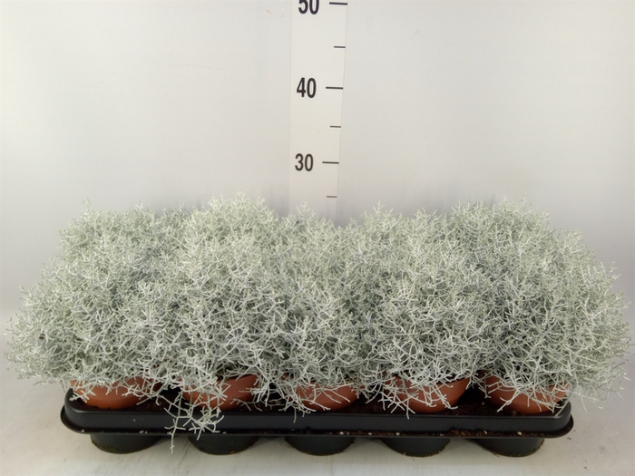 <h4>Leucophyta brownii</h4>