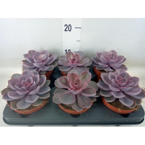 Echeveria  'Purple Pearl'