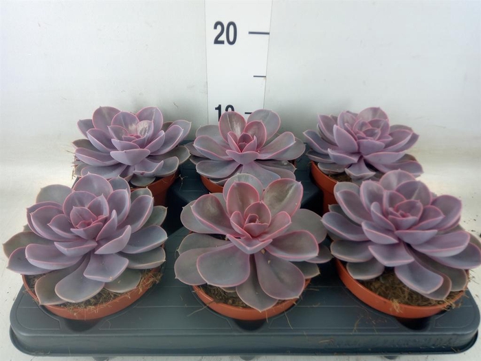 <h4>Echeveria  'Purple Pearl'</h4>