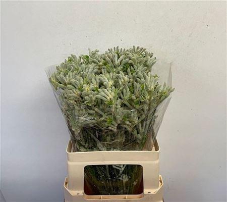 <h4>Anigoz Bush Diamond</h4>