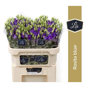 Eust Rosita Blue LIS