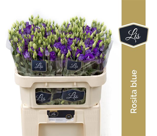 <h4>Eust Rosita Blue LIS</h4>