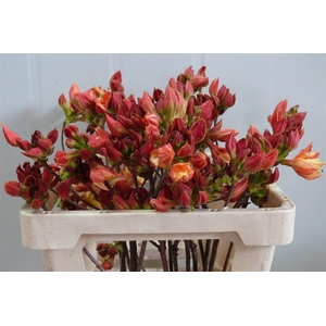 Rhodo ( Azalea ) Moira 50cm P Stem