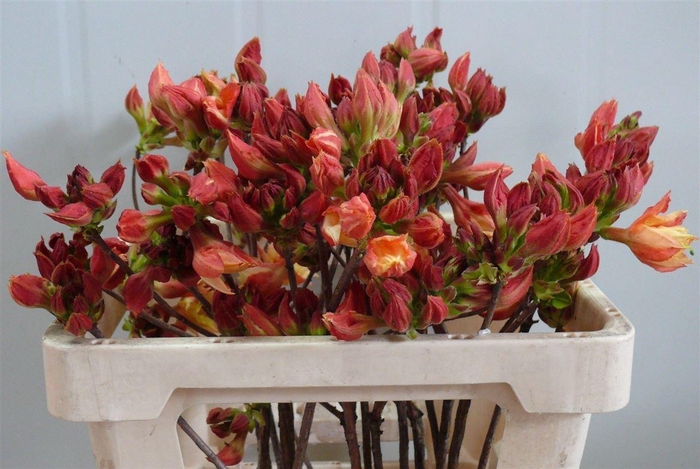 <h4>Rhodo ( Azalea ) Moira 50cm P Stem</h4>
