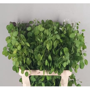 Lunaria Ann Groene Penning