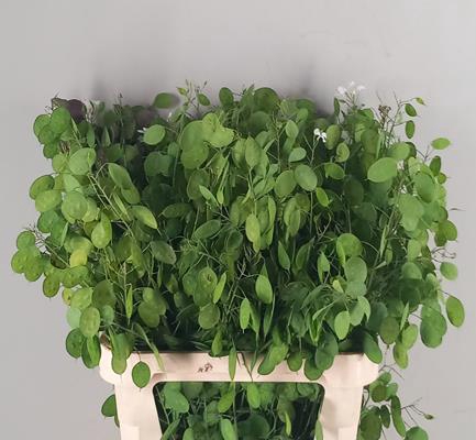 <h4>Lunaria Ann Groene Penning</h4>