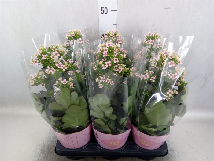 Kalanchoe blos. 'Feminine Pink'