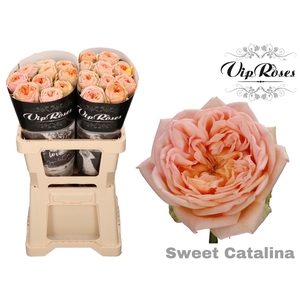 R Gr Sweet Catalina