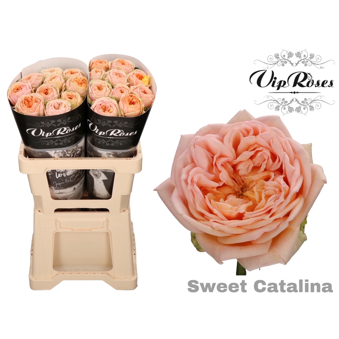 <h4>R Gr Sweet Catalina</h4>