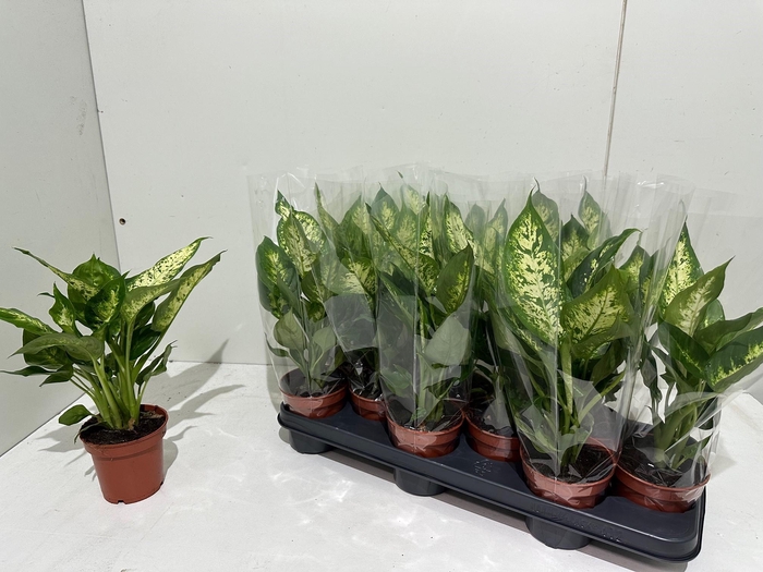 <h4>DIEFF COMPACTA</h4>