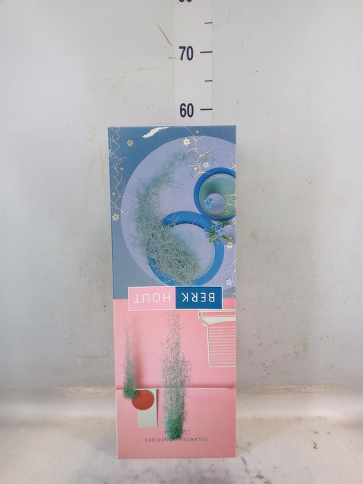 <h4>Tillandsia usneoides</h4>