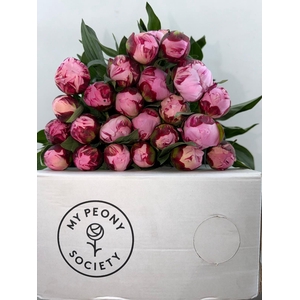 Paeonia Sarah Bernhardt