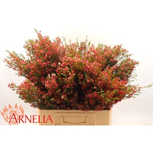 CHAME UN MY SWEET 16