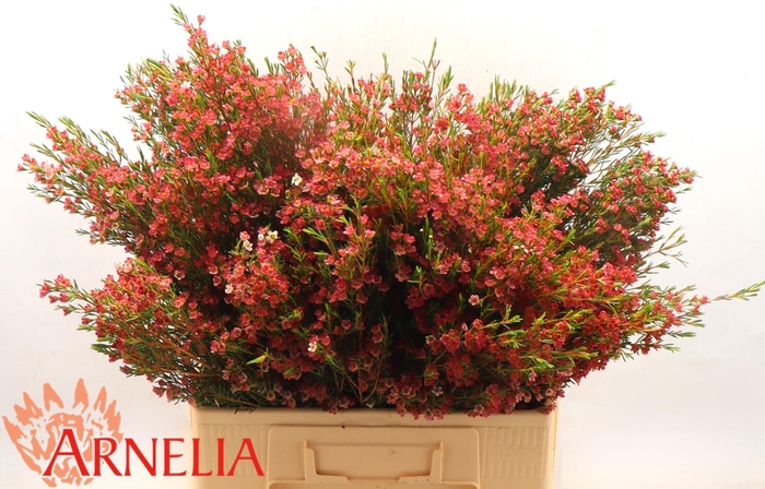 <h4>CHAME UN MY SWEET 16</h4>