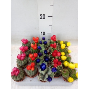 Cactus   ...decorated